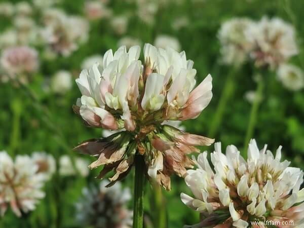 14 mauvaises herbes que vous ne devriez PAS tuer 