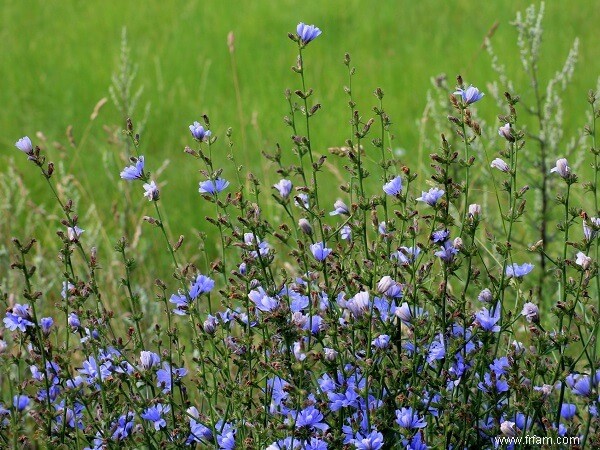 14 mauvaises herbes que vous ne devriez PAS tuer 