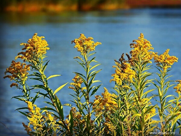 14 mauvaises herbes que vous ne devriez PAS tuer 