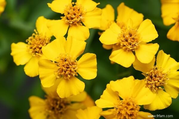 12 herbes et légumes qui poussent bien dans la chaleur estivale 