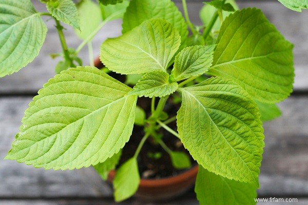 12 herbes et légumes qui poussent bien dans la chaleur estivale 