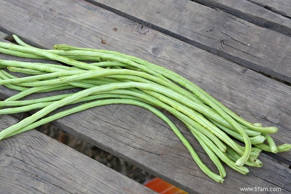 12 herbes et légumes qui poussent bien dans la chaleur estivale 