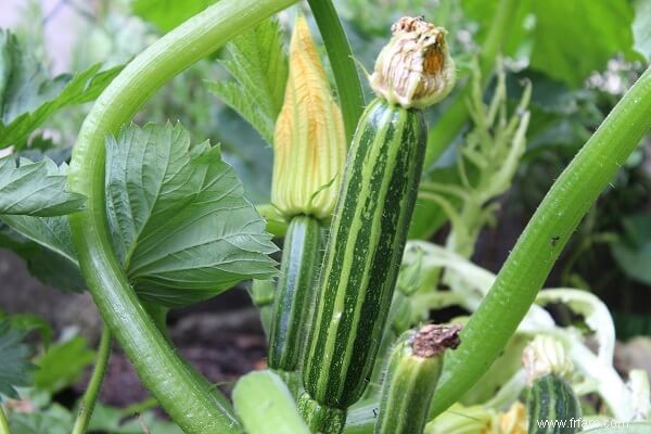 12 herbes et légumes qui poussent bien dans la chaleur estivale 