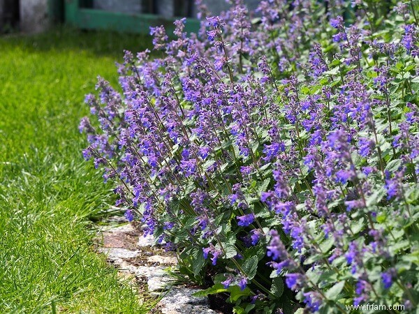 11 herbes et fleurs que les moustiques détestent 