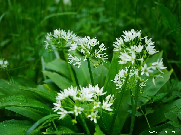 11 herbes et fleurs que les moustiques détestent 