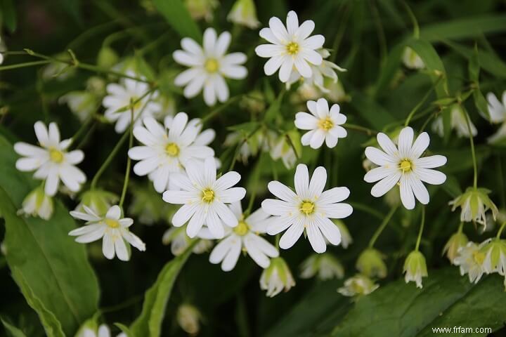 8 mauvaises herbes que vous VOULEZ voir dans votre jardin 