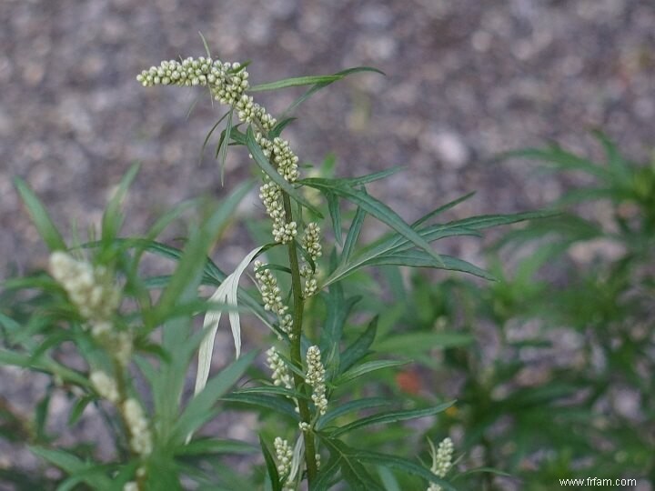 8 mauvaises herbes que vous VOULEZ voir dans votre jardin 