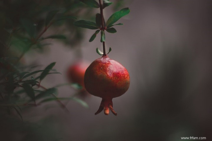 14 meilleurs fruits à cultiver dans des seaux 