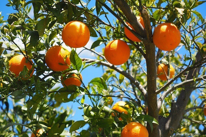 14 meilleurs fruits à cultiver dans des seaux 