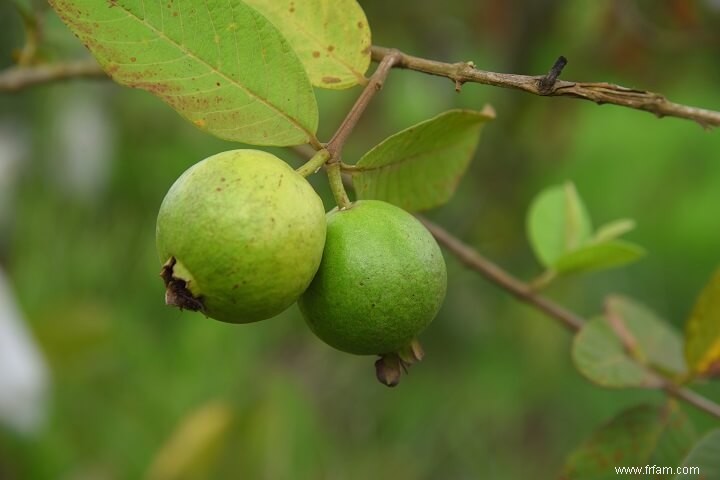 14 meilleurs fruits à cultiver dans des seaux 