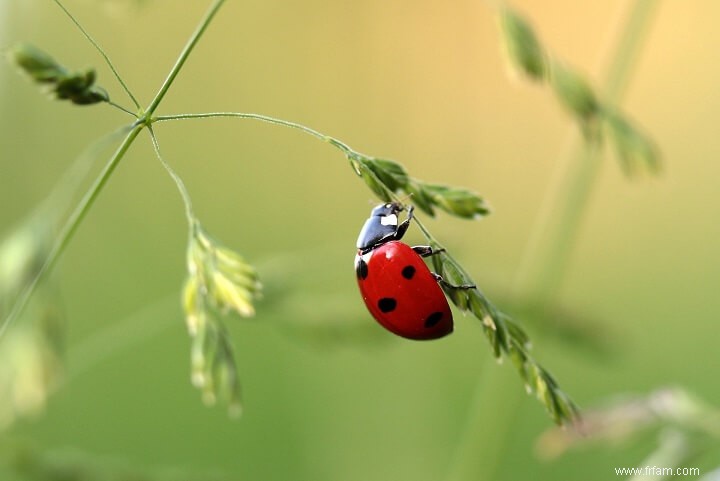 Si vous voyez ces insectes dans votre jardin, ne les tuez pas 