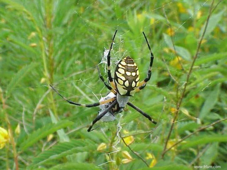 Si vous voyez ces insectes dans votre jardin, ne les tuez pas 