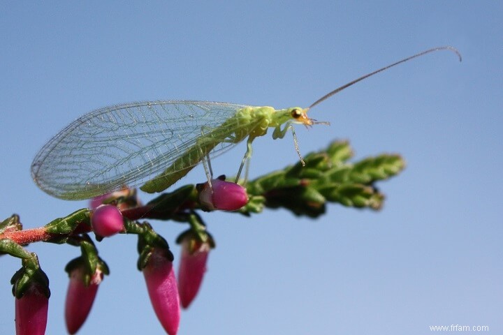 Si vous voyez ces insectes dans votre jardin, ne les tuez pas 