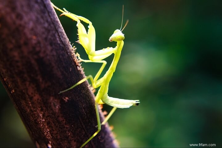 Si vous voyez ces insectes dans votre jardin, ne les tuez pas 