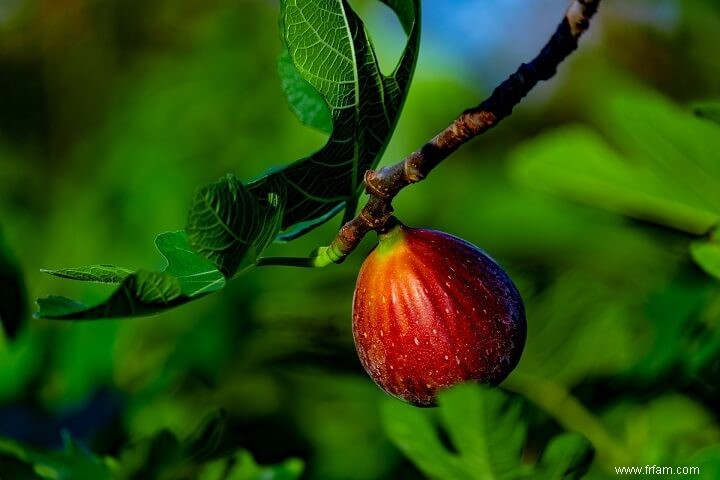 15 meilleurs fruits et légumes pour votre jardin en pot 