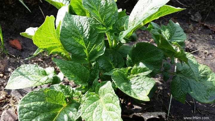 15 meilleurs fruits et légumes pour votre jardin en pot 