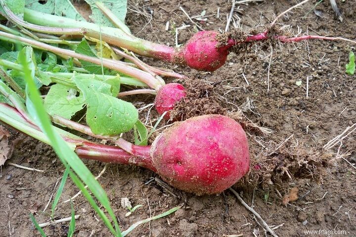 15 meilleurs fruits et légumes pour votre jardin en pot 