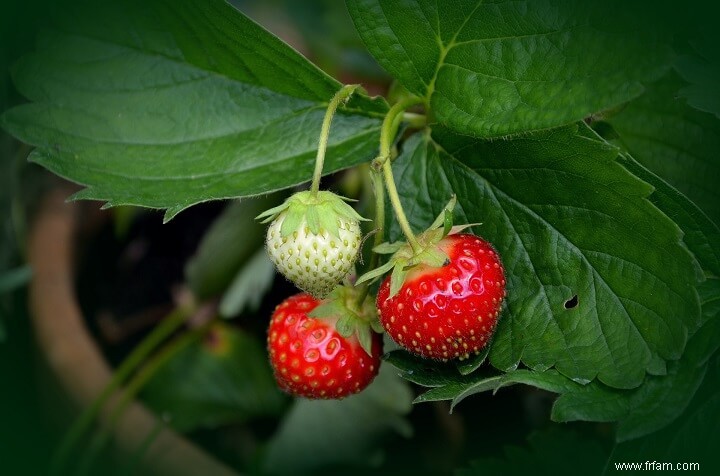 15 meilleurs fruits et légumes pour votre jardin en pot 