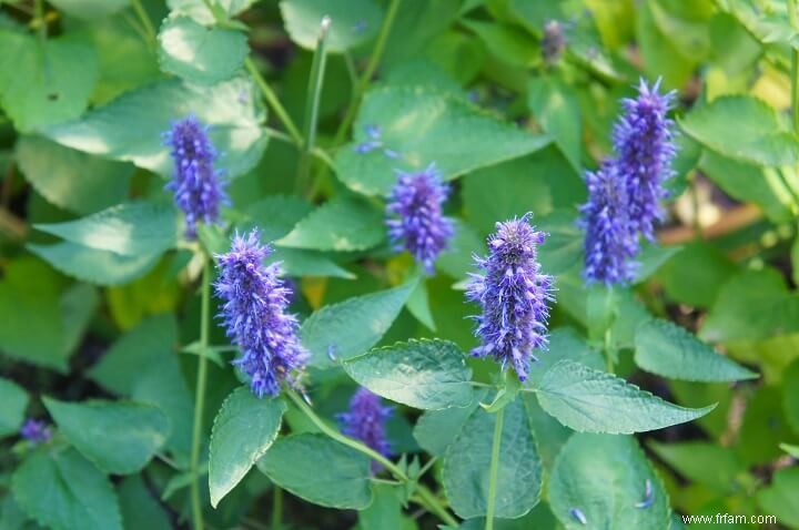 17 plantes médicinales qui poussent à l ombre 