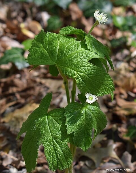 17 plantes médicinales qui poussent à l ombre 