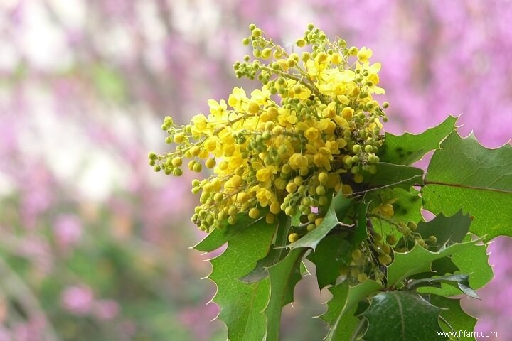 17 plantes médicinales qui poussent à l ombre 