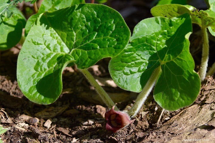 17 plantes médicinales qui poussent à l ombre 