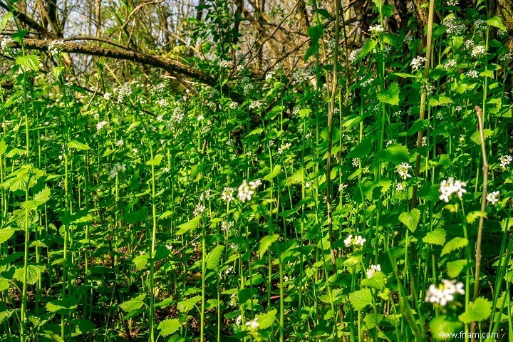 10 plantes que vous ne devriez PAS faire pousser dans votre jardin 