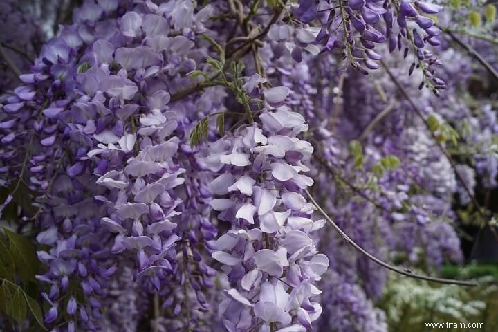 10 plantes que vous ne devriez PAS faire pousser dans votre jardin 