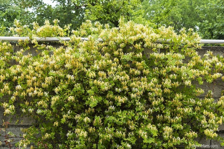 10 plantes que vous ne devriez PAS faire pousser dans votre jardin 