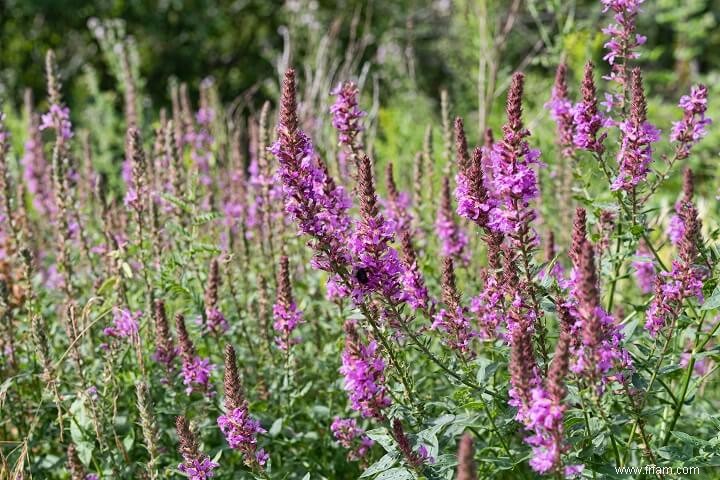 10 plantes que vous ne devriez PAS faire pousser dans votre jardin 