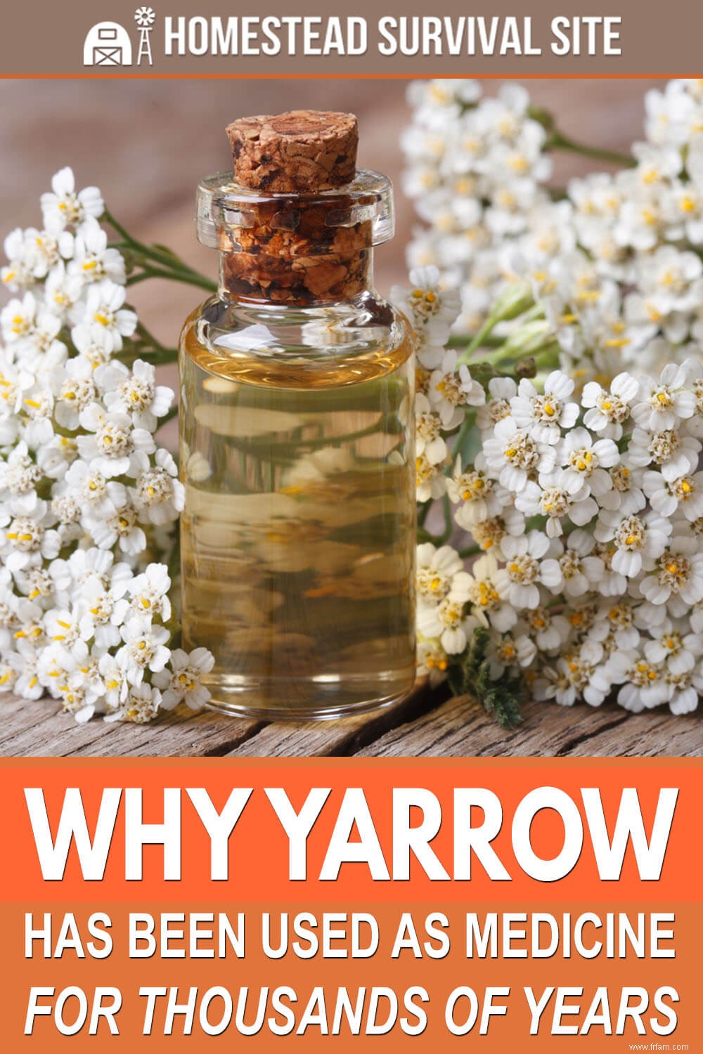 Pourquoi Yarrow a été utilisé comme médicament pendant des milliers d années 