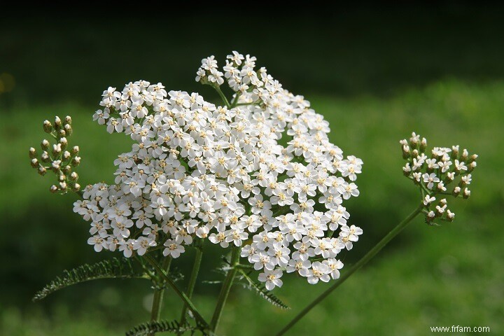 Pourquoi Yarrow a été utilisé comme médicament pendant des milliers d années 