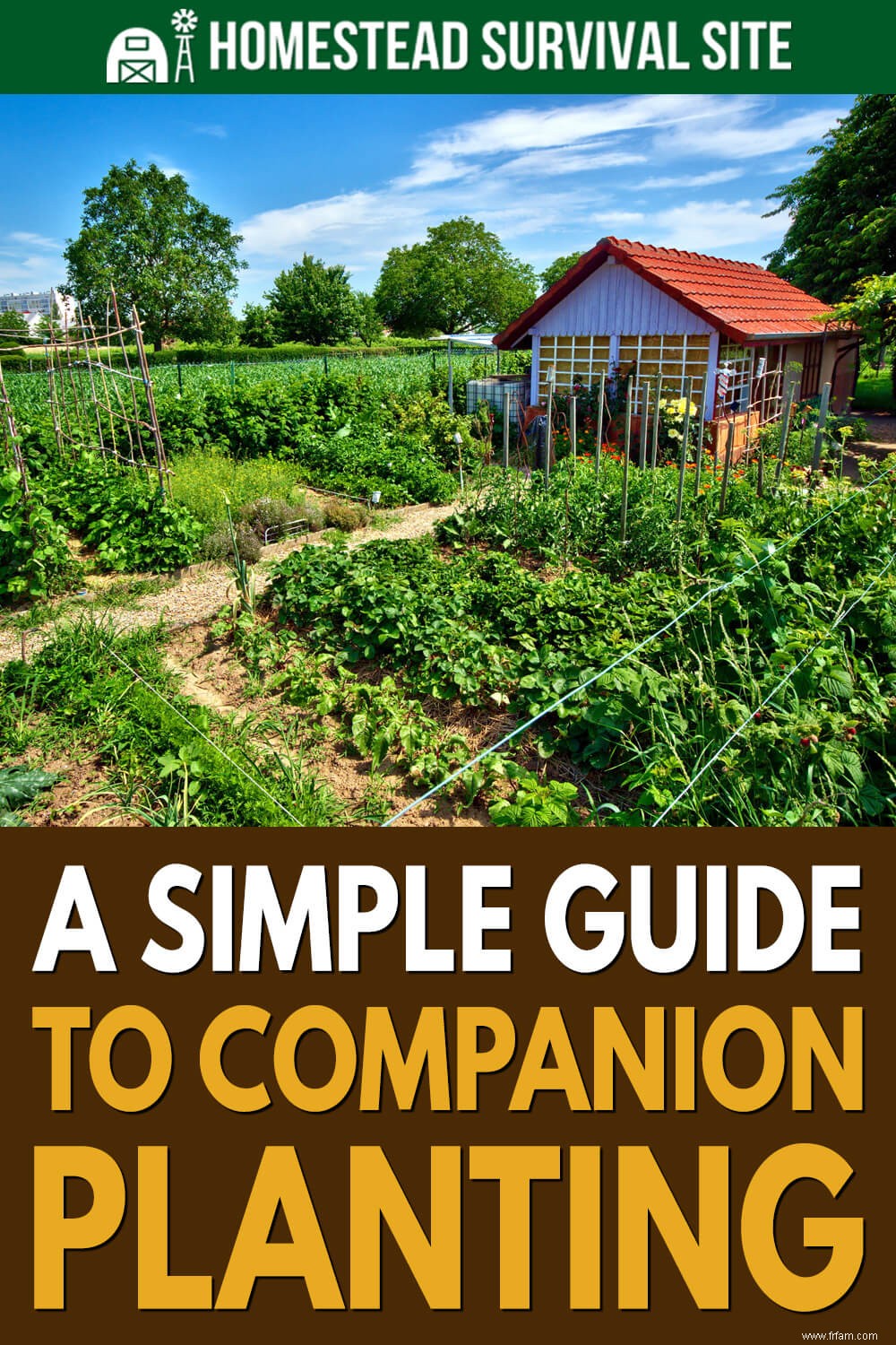 Un guide simple pour la plantation d accompagnement 