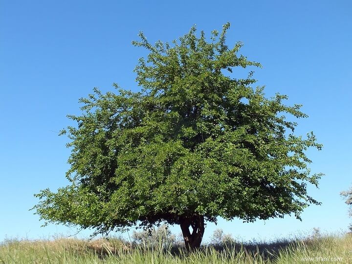 Le seul arbre que chaque fermier devrait planter 