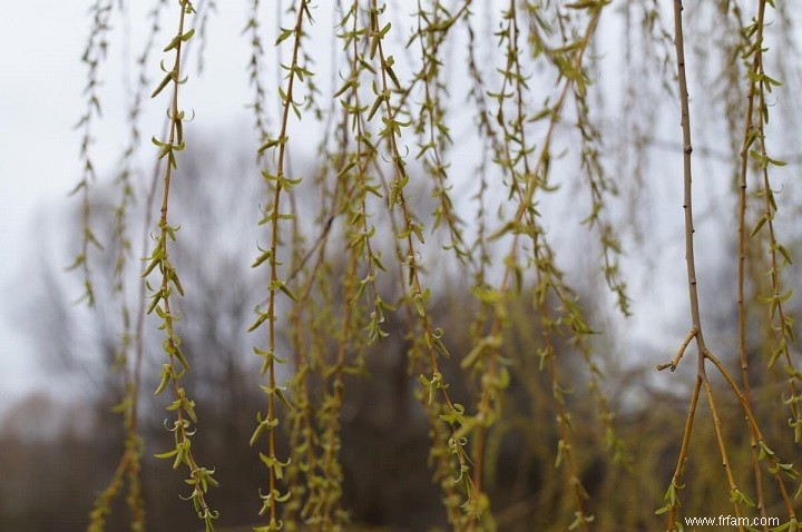 Comment fabriquer une hormone d enracinement naturelle 