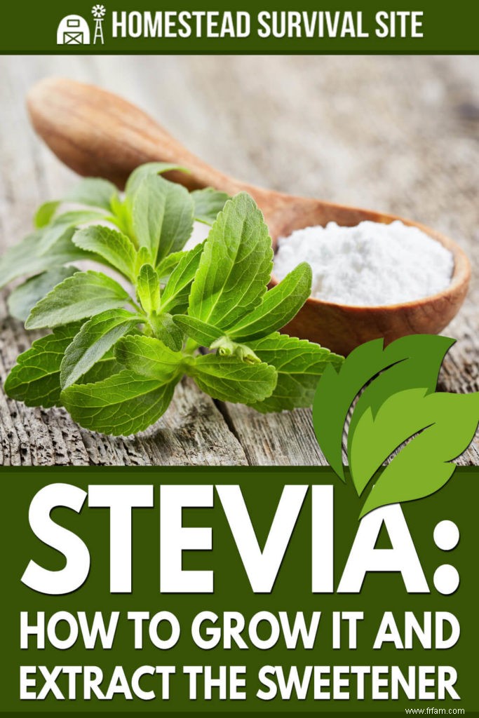 Stevia :comment la cultiver et extraire l édulcorant 