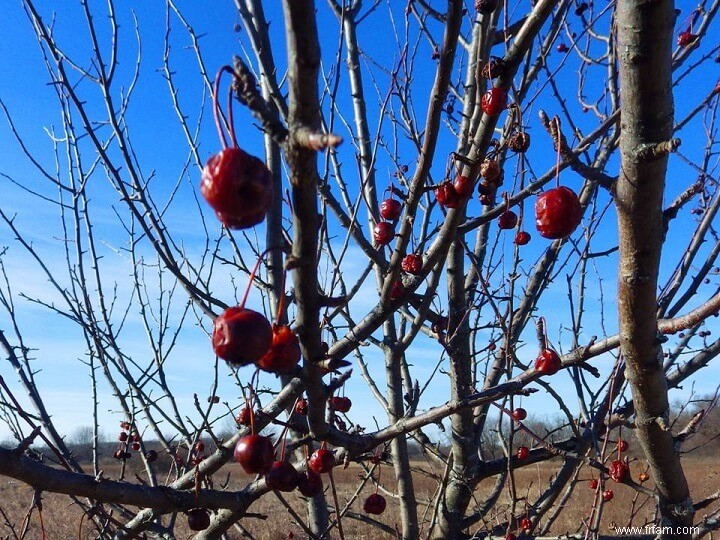 6 comestibles sauvages que vous pouvez chercher au milieu de l hiver 