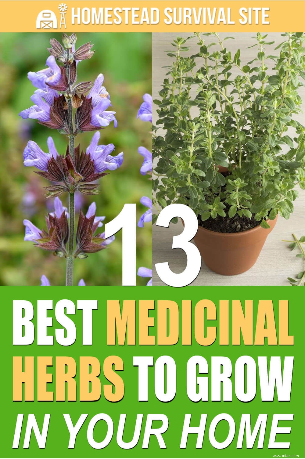 13 meilleures herbes médicinales à cultiver dans votre maison 