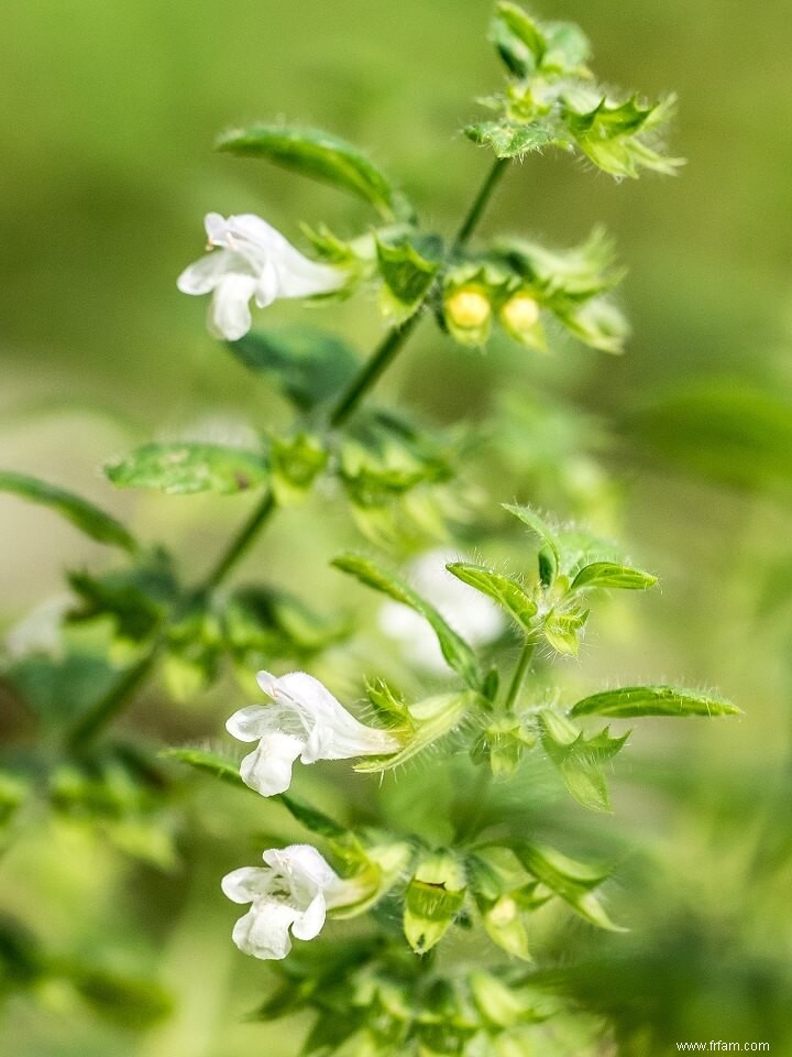 13 meilleures herbes médicinales à cultiver dans votre maison 