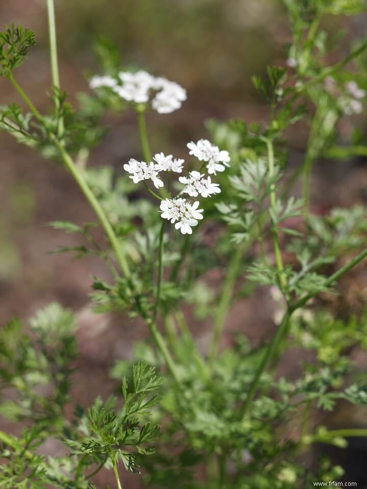 13 meilleures herbes médicinales à cultiver dans votre maison 