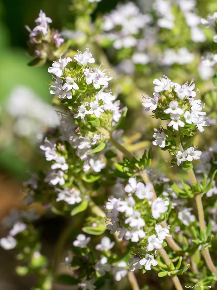 13 meilleures herbes médicinales à cultiver dans votre maison 