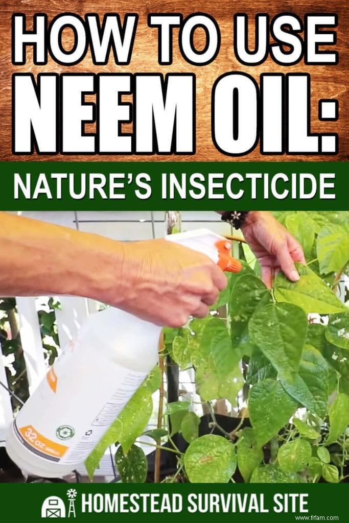 Comment utiliser l huile de neem :l insecticide de la nature 