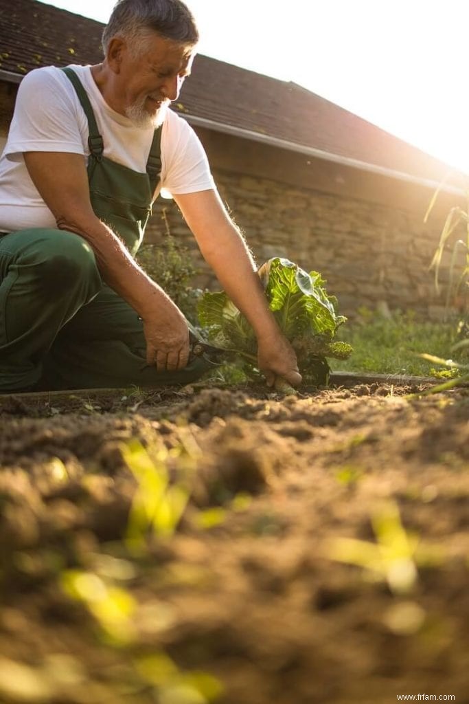 40 plantes résistantes à la sécheresse pour votre jardin de survie 