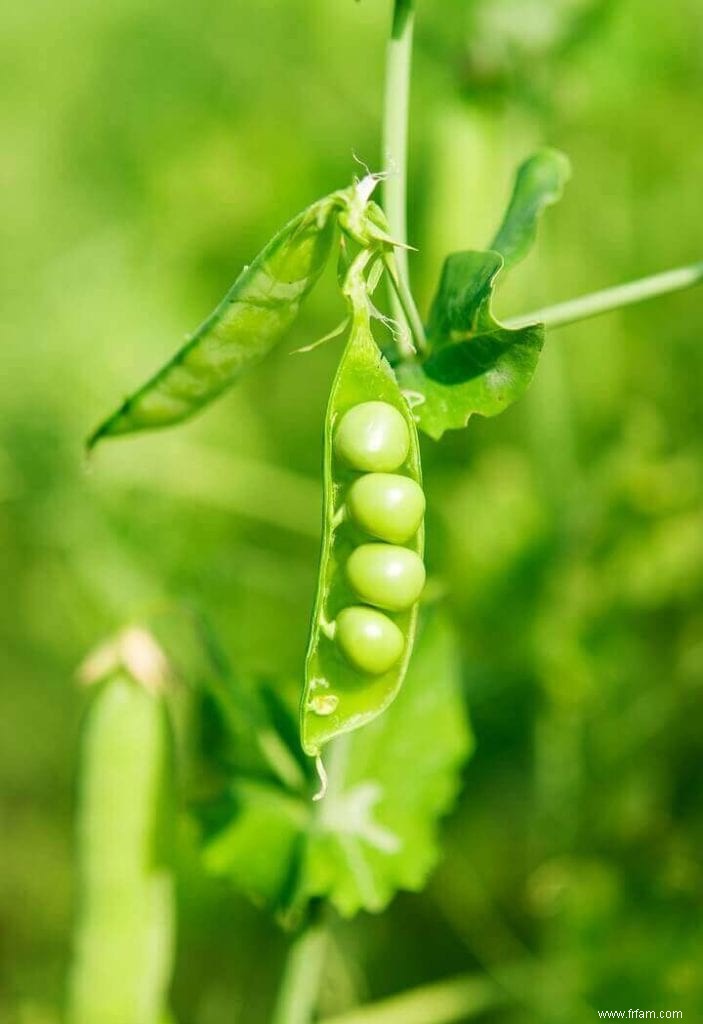 15 légumes qui poussent à l ombre 