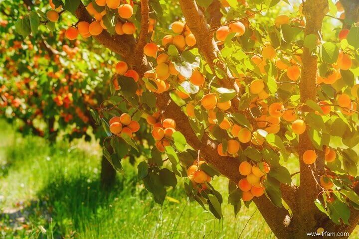 10 arbres fruitiers que vous pouvez cultiver dans le désert 