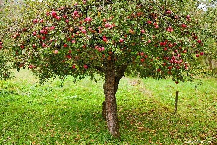 10 arbres fruitiers que vous pouvez cultiver dans le désert 