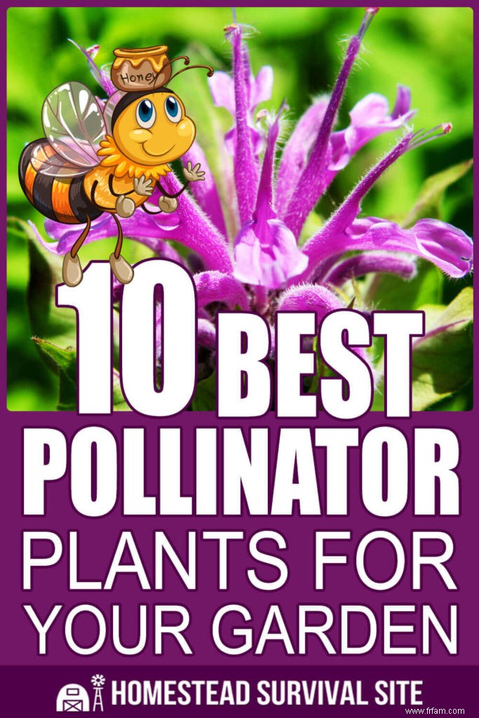 10 meilleures plantes pollinisatrices pour votre jardin 