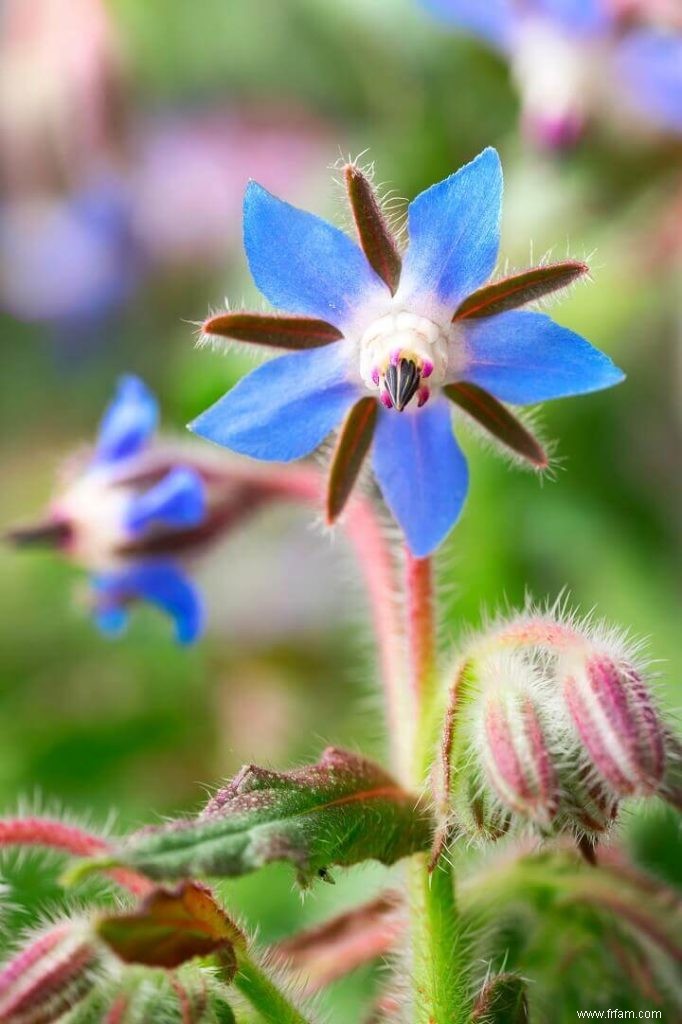 10 meilleures plantes pollinisatrices pour votre jardin 