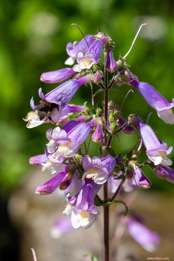 10 meilleures plantes pollinisatrices pour votre jardin 