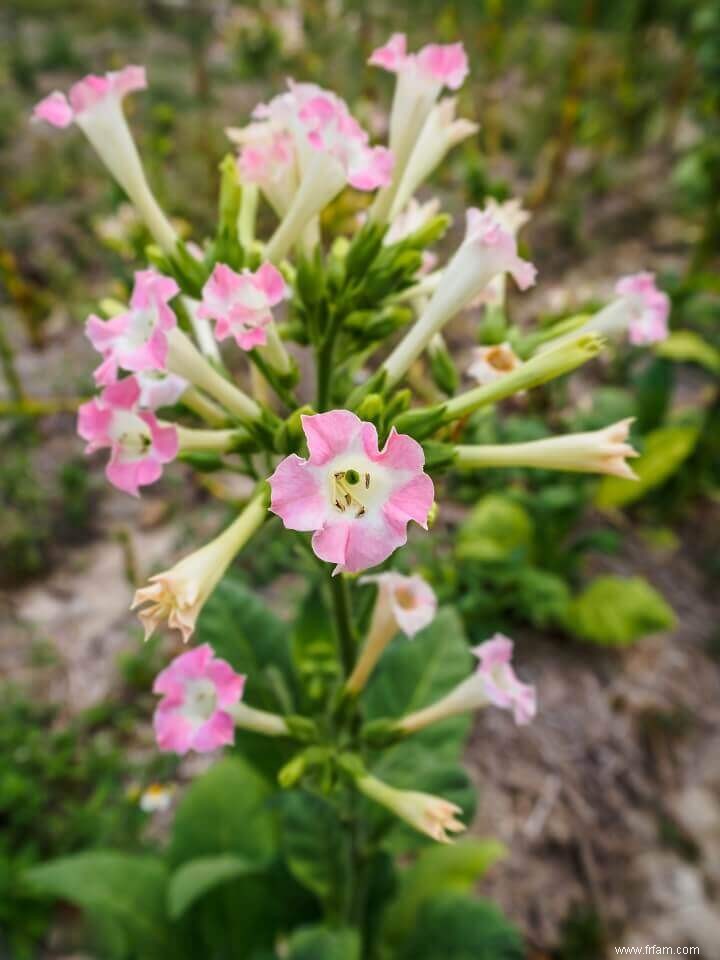 10 meilleures plantes pollinisatrices pour votre jardin 